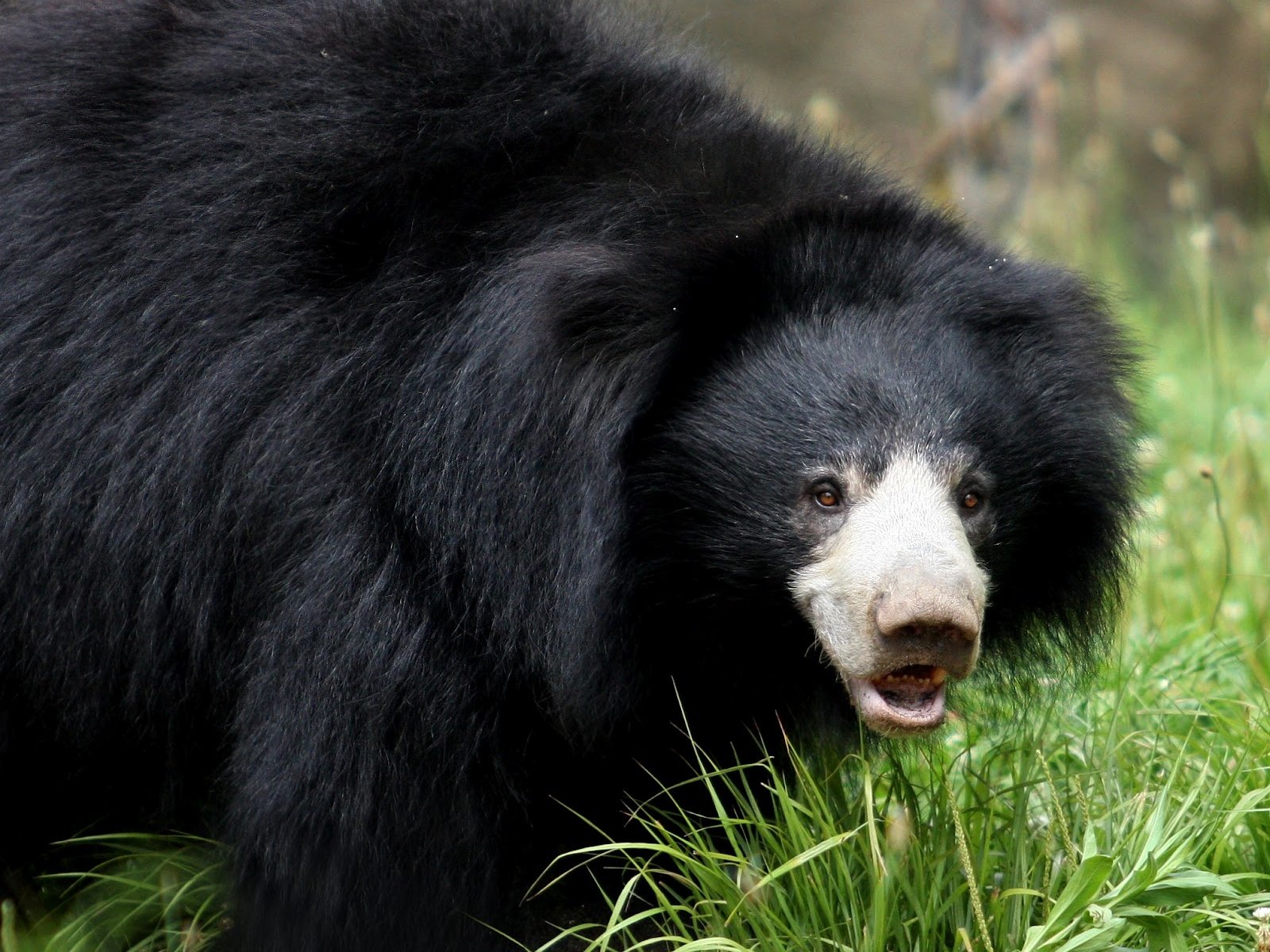 Sloth Bear Wallpaper and Background Imagex1200
