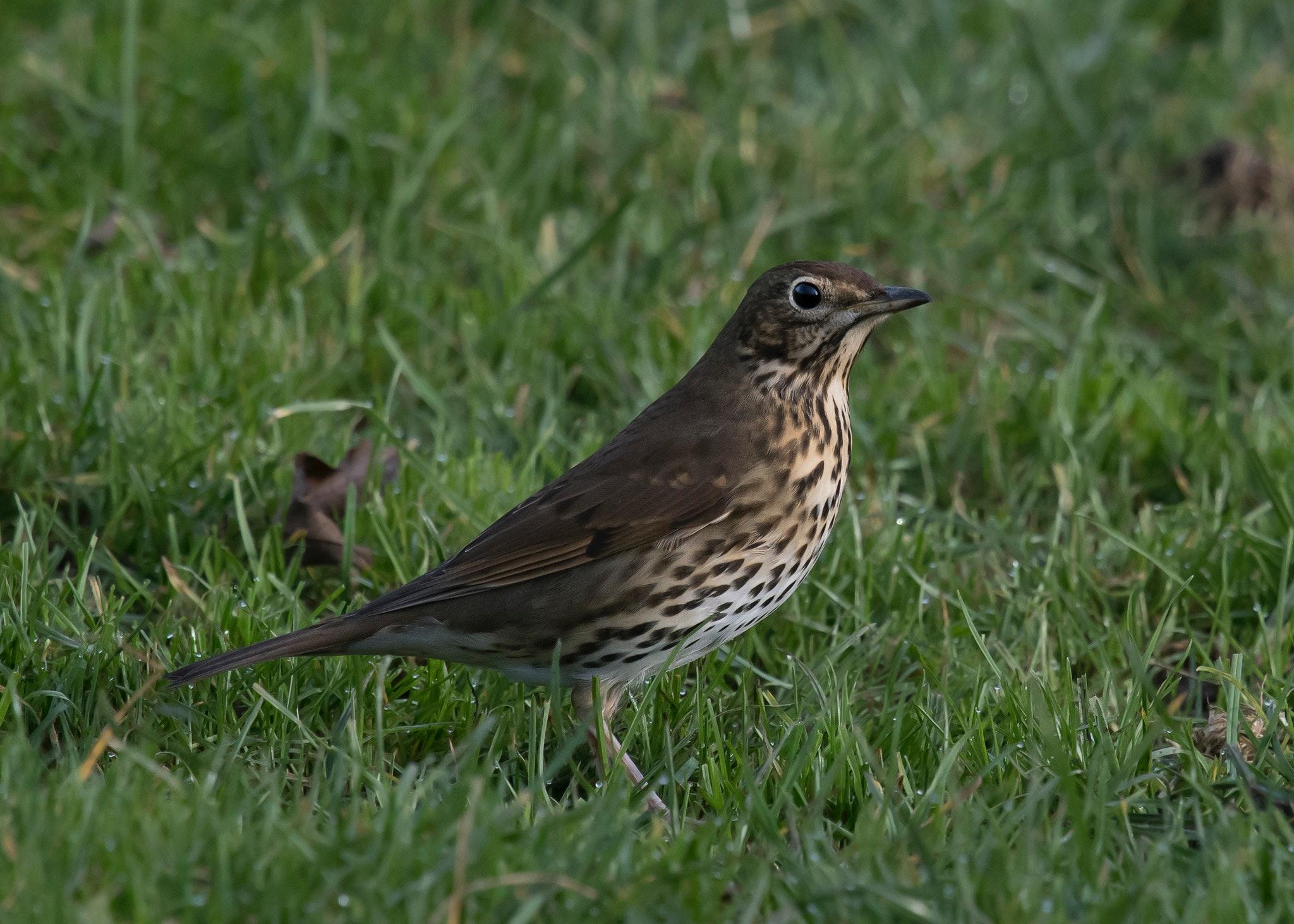 Free of grassland, Song Thrush, speckled