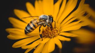 Bee by Rodrigo Godinez