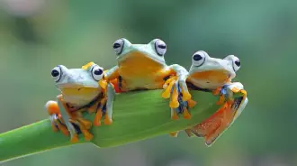 Baby frogs