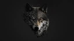 wolf laptop wallpaper