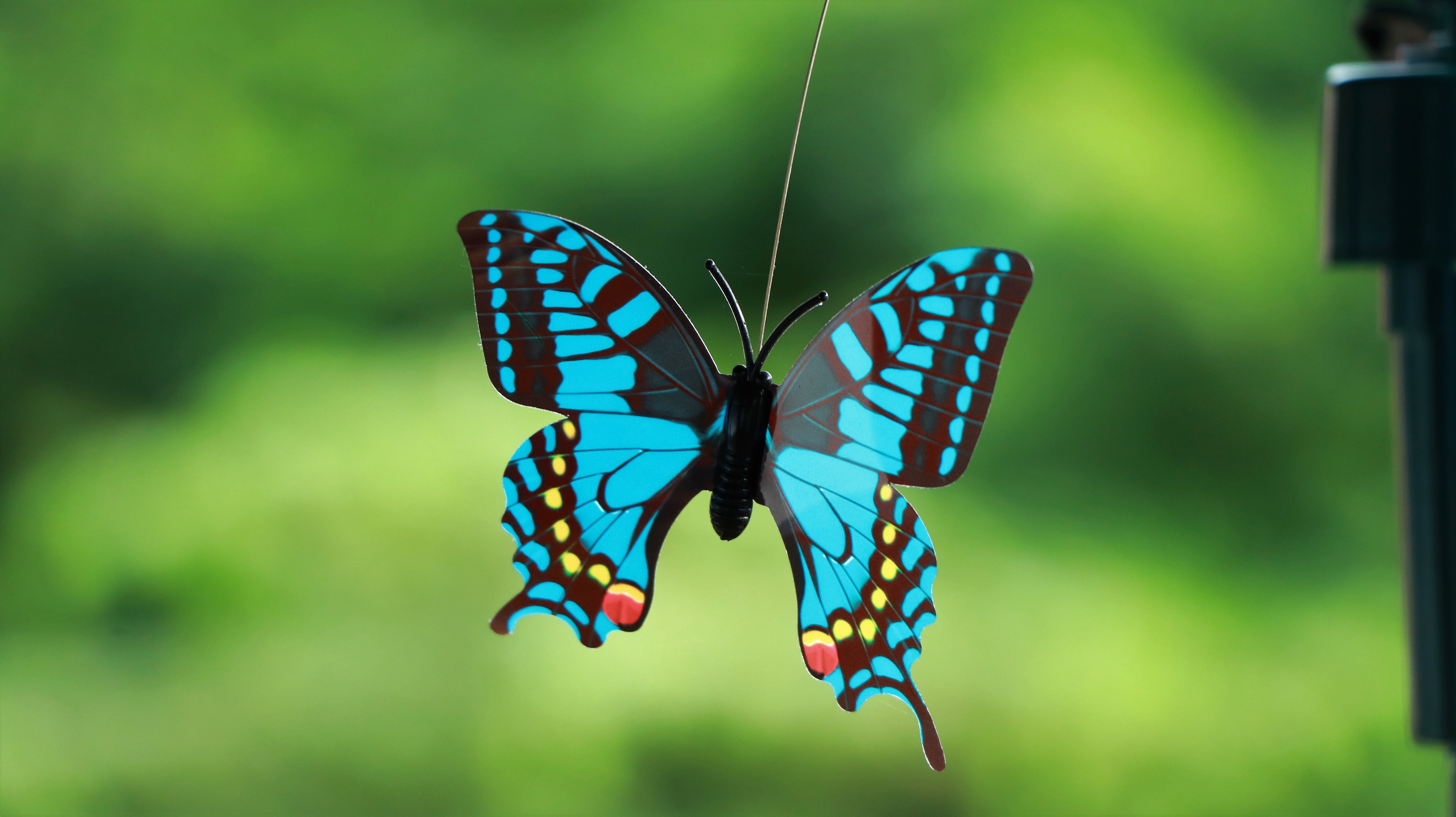 Beautiful Butterfly Wallpaper Cave