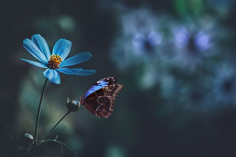 Butterfly Wallpaper Cave