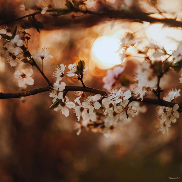 Aesthetic Spring Flowers Wallpaper Cave