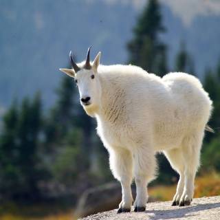 Mountain Goat by skeeze