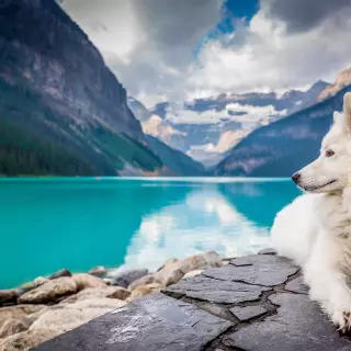 Dog at Lake Louise, Canada by Jf Brou