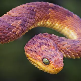 Snake Atheris Hispida