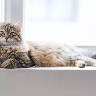 Cat posing
