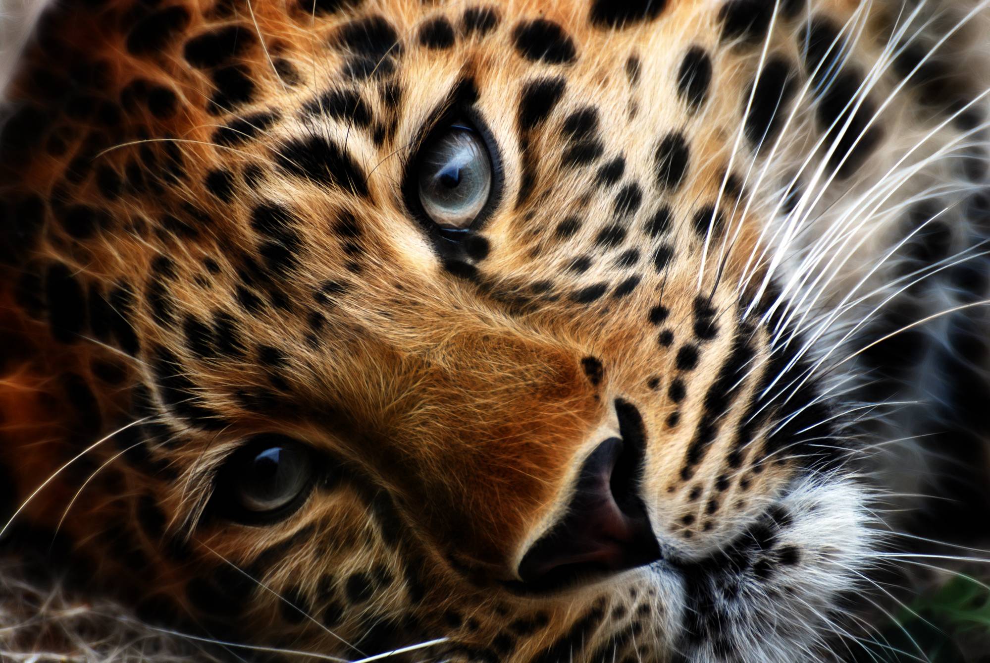 Lonesome Leopard Eye Of The Tiger Animals HD wallpaper #