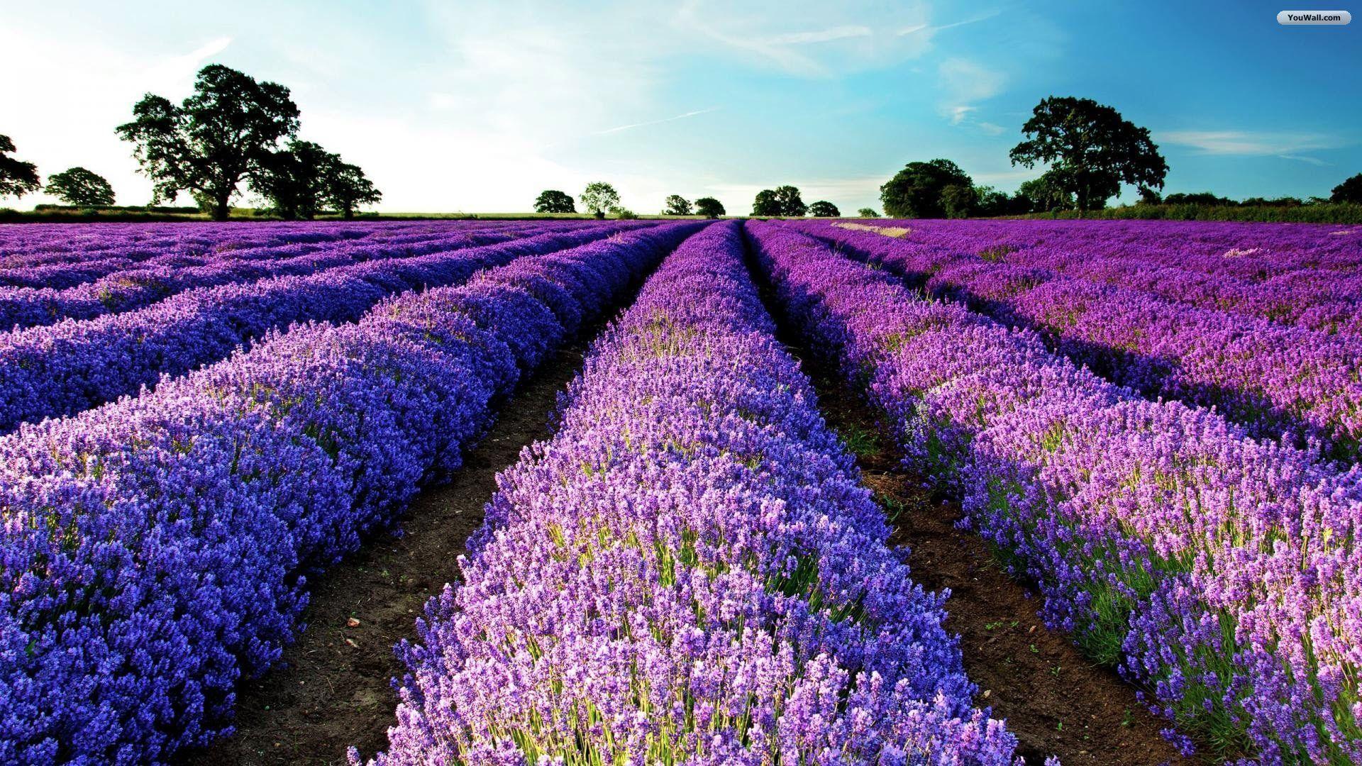 Purple flower field wallpaper 0x0 px - Purple flower