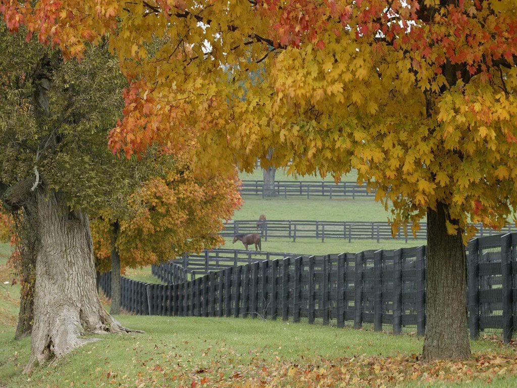Horse Farm Background Photo