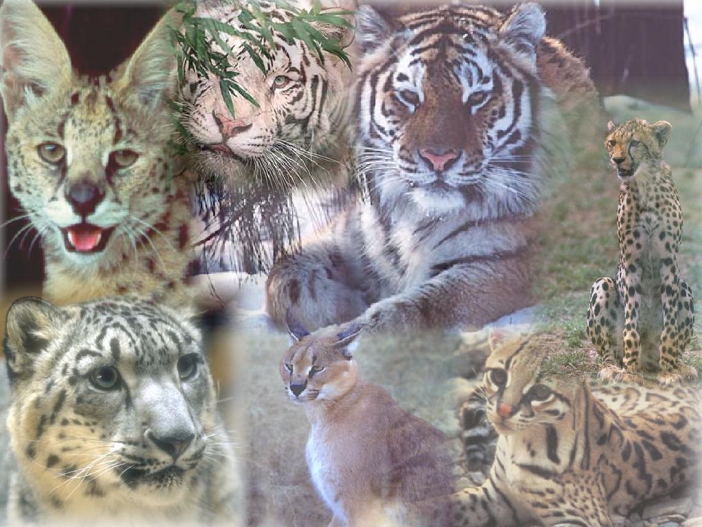 Big Cats Wallpaper 143 HD Picture. Top Wallpaper Desktop