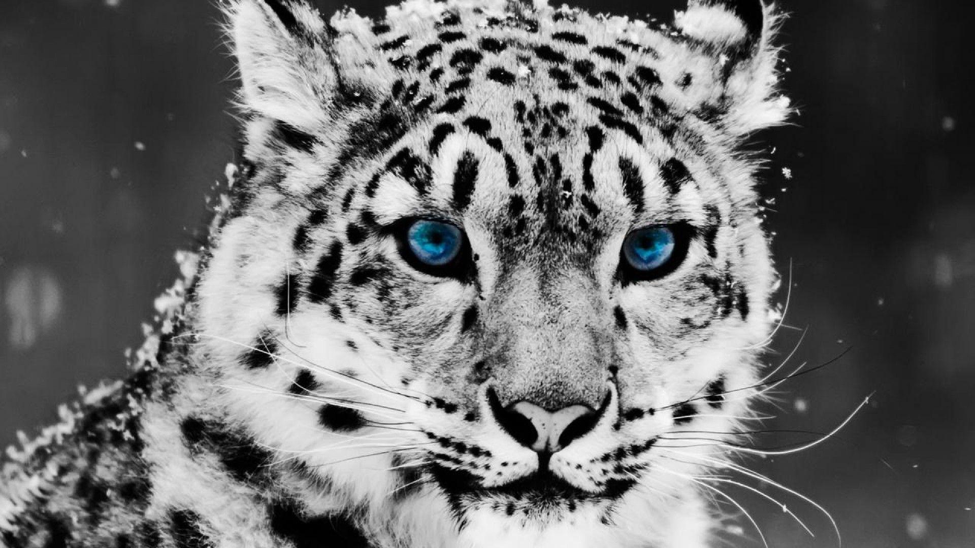 Related Picture Digital Leopard Dark Wireframe 1920x1080 HD