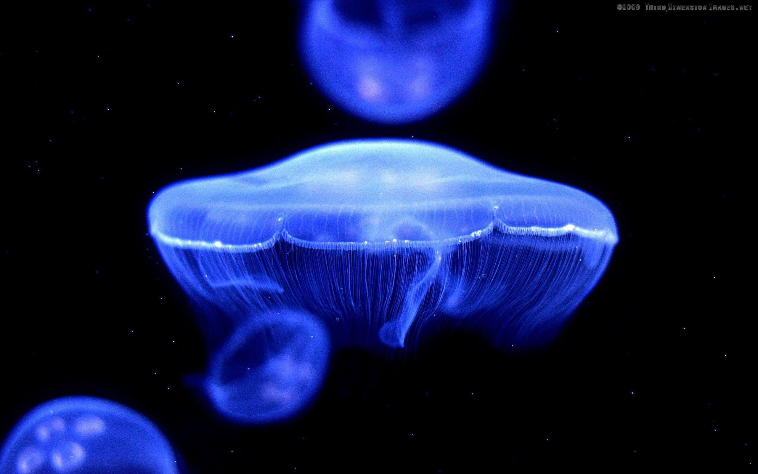 Blue Jellyfish HD Wallpaper Wallpaper Inn