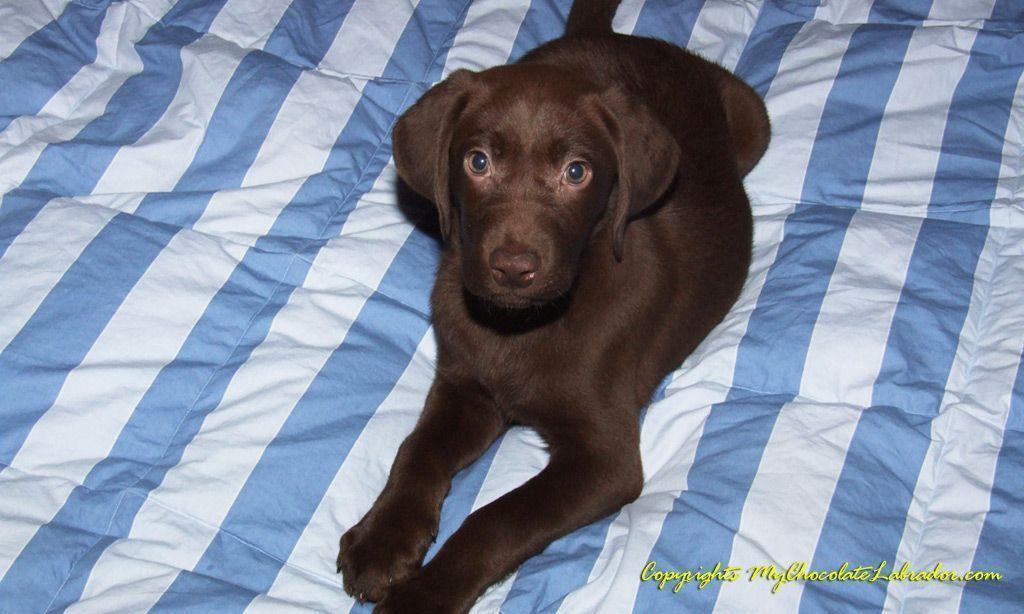 Chocolate Labrador Photograph. Free Chocolate Labrador Wall