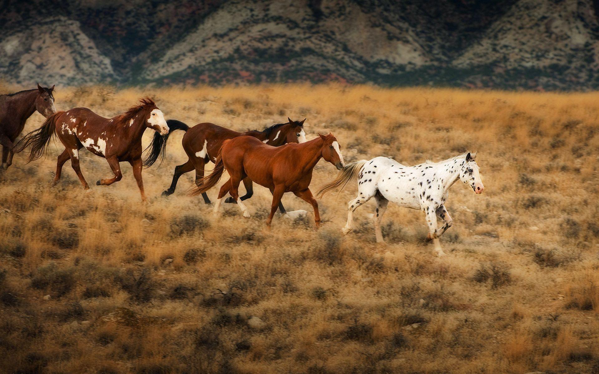 Wild horses in Wyoming & The Saddle Club Wallpaper