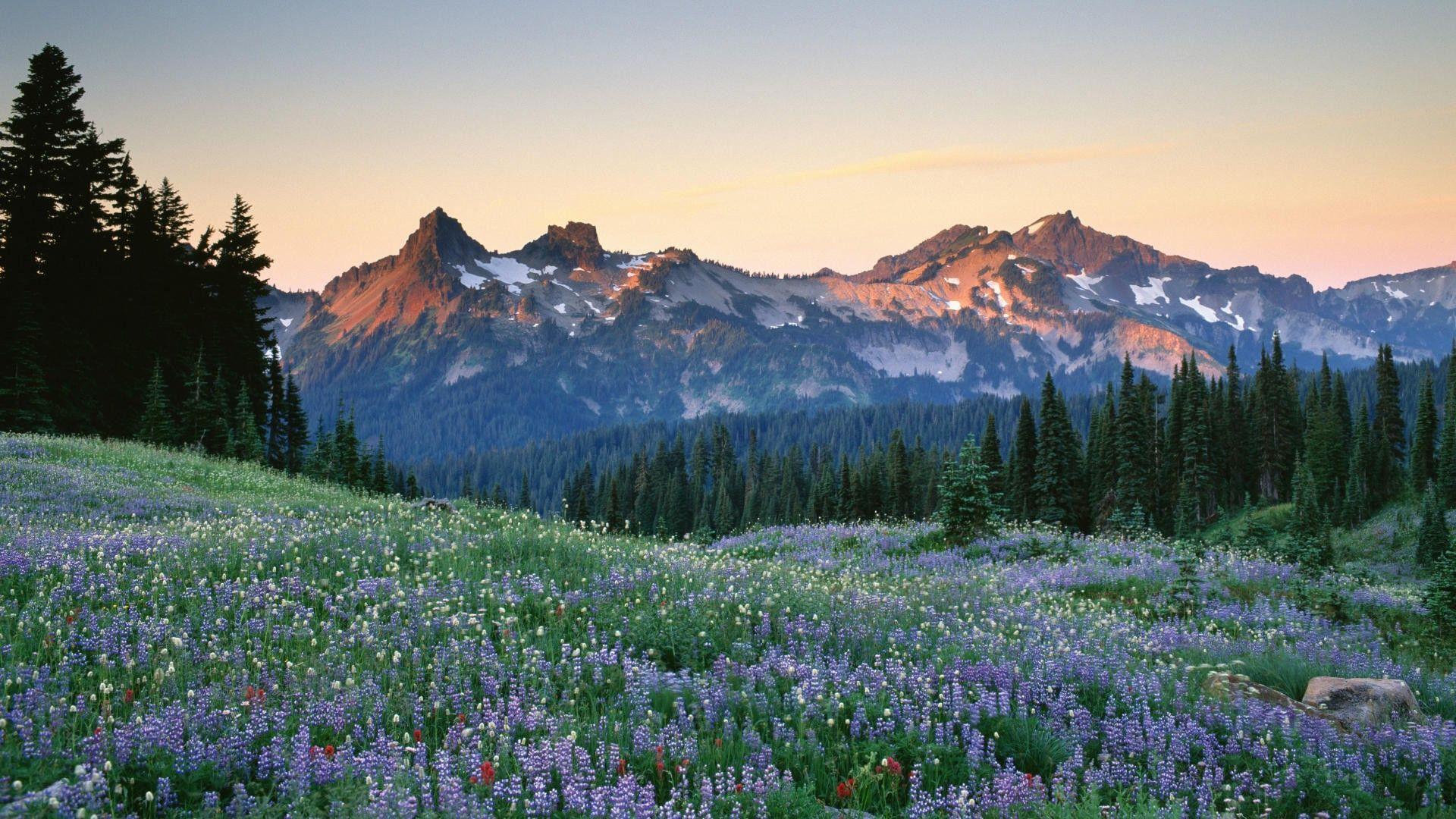 Mount Rainier National Park Wallpapers - Wallpaper Cave