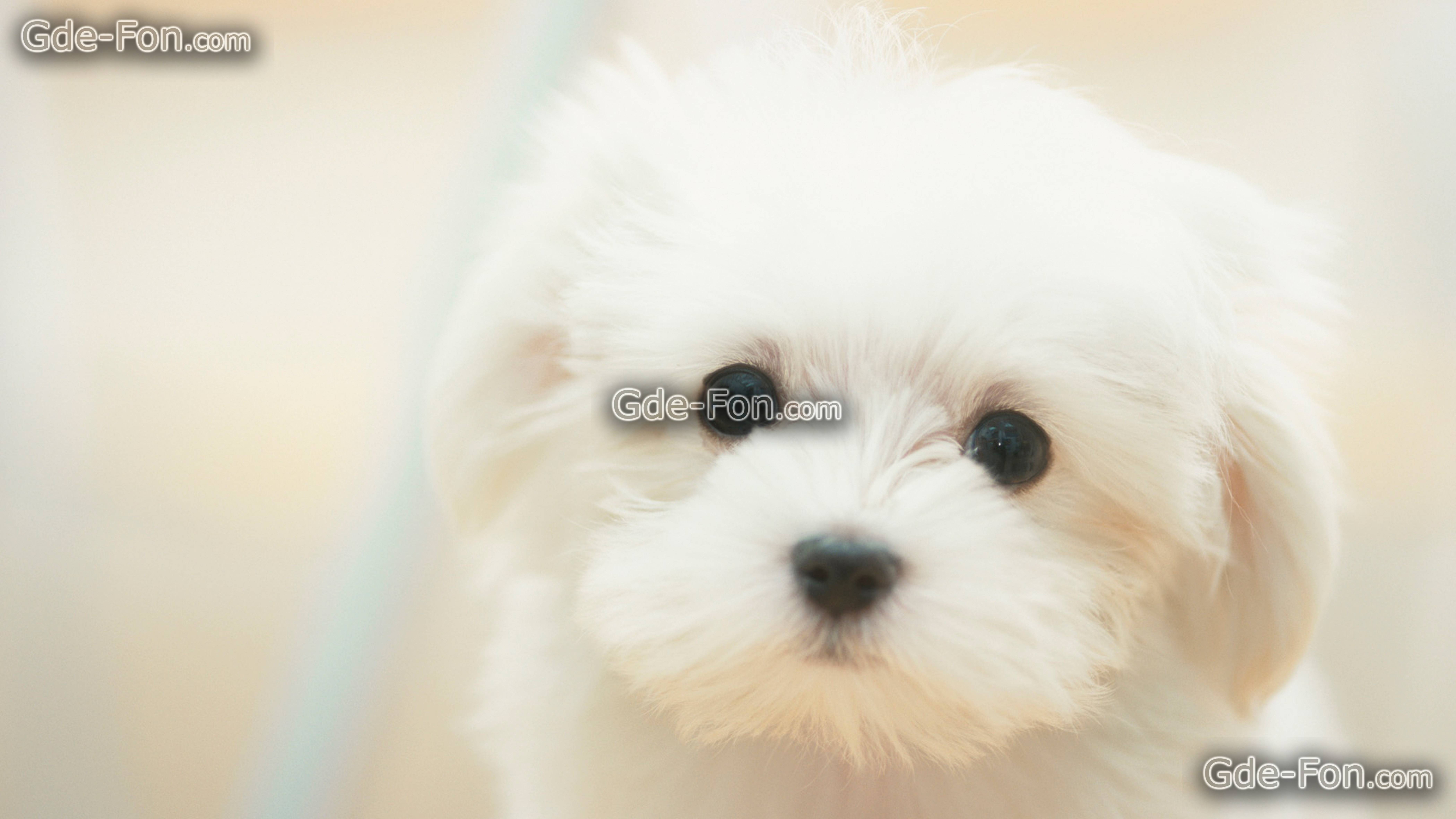 Download wallpaper dog, cute, White, sad free desktop wallpaper