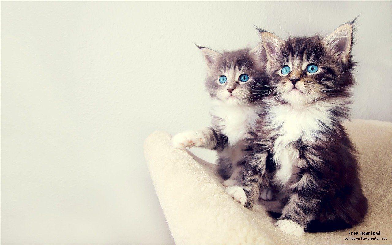 Cute Kittens Cute Pet Cat Desktop Picture Wallpaper View