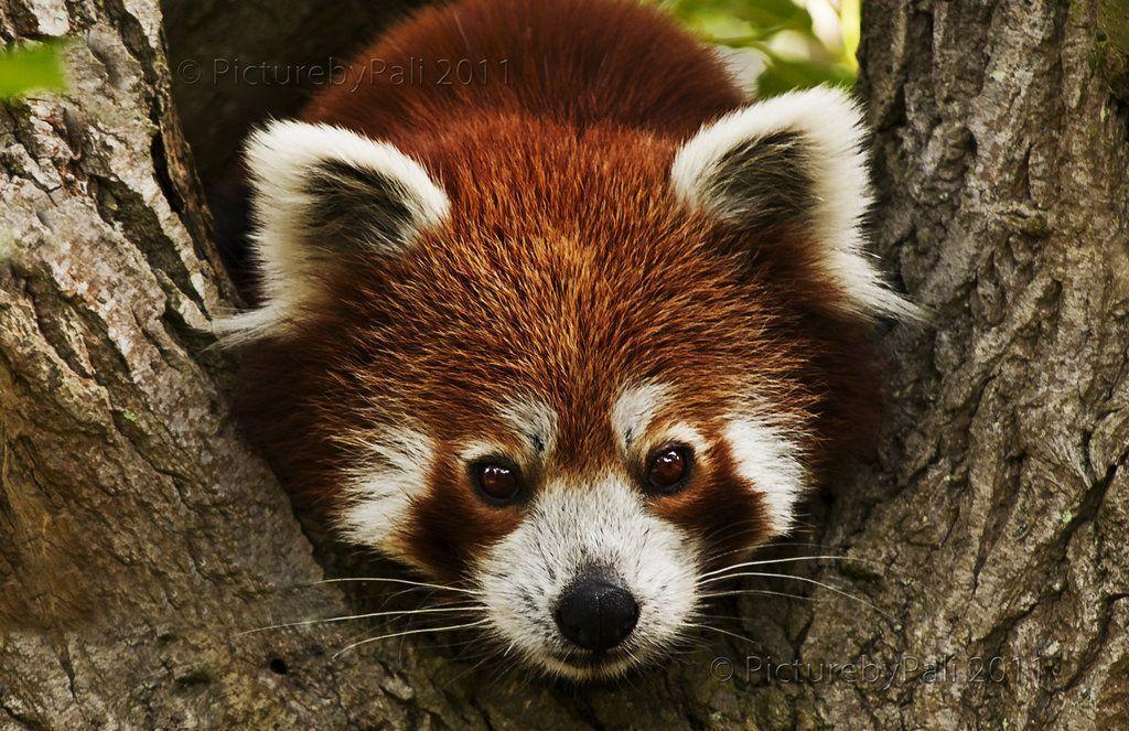 Beautiful Red Panda Widescreen. High Definition Wallpaper