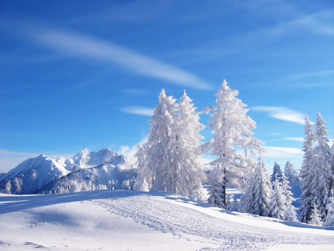 Snow Trees Wallpaper Background 1 HD Wallpaper. Hdimges
