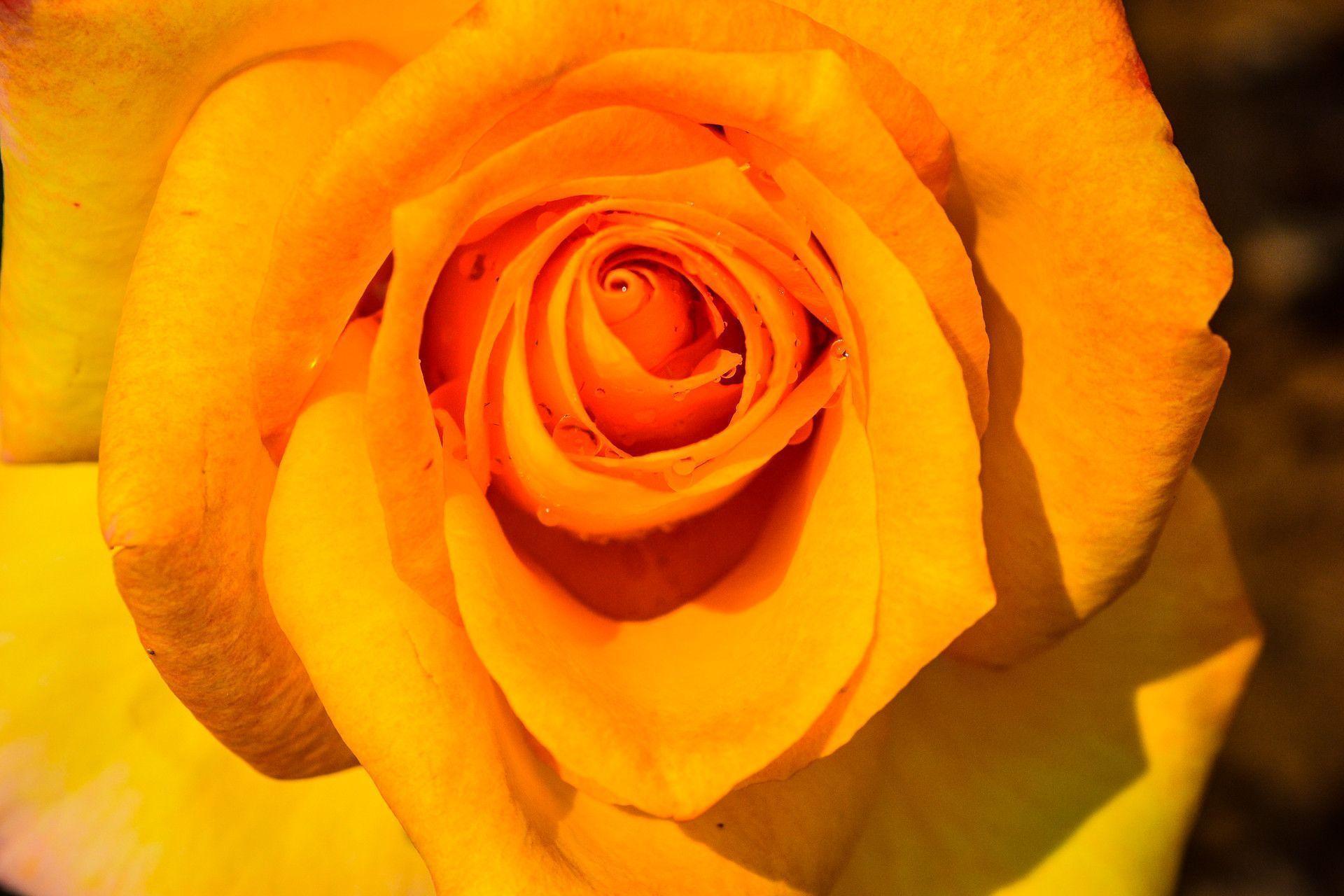 Best Yellow Rose Wallpaper for Your Friend