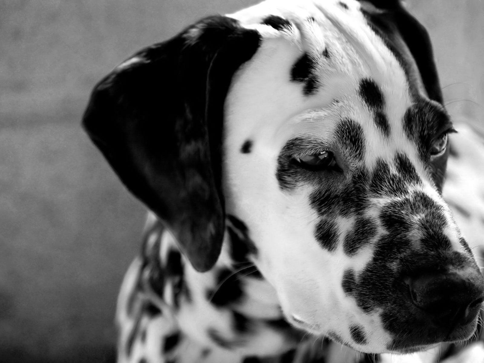 Desktop Wallpaper · Gallery · Animals · Dalmatian dog. Free