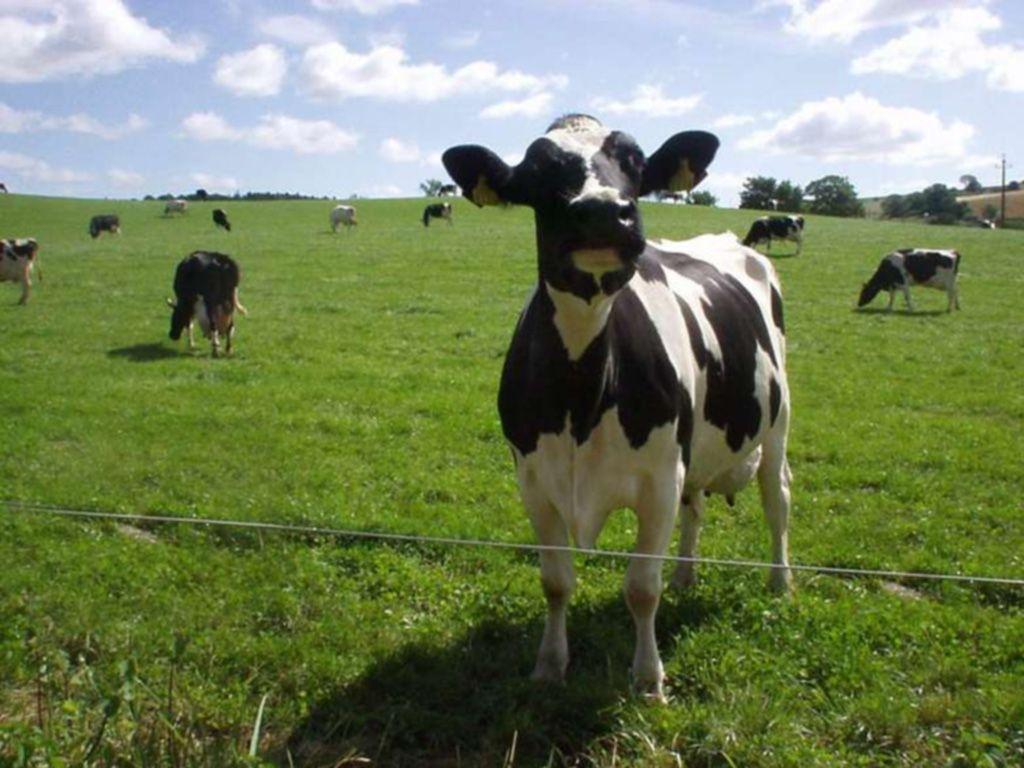 Animals For > Cute Cows Wallpaper