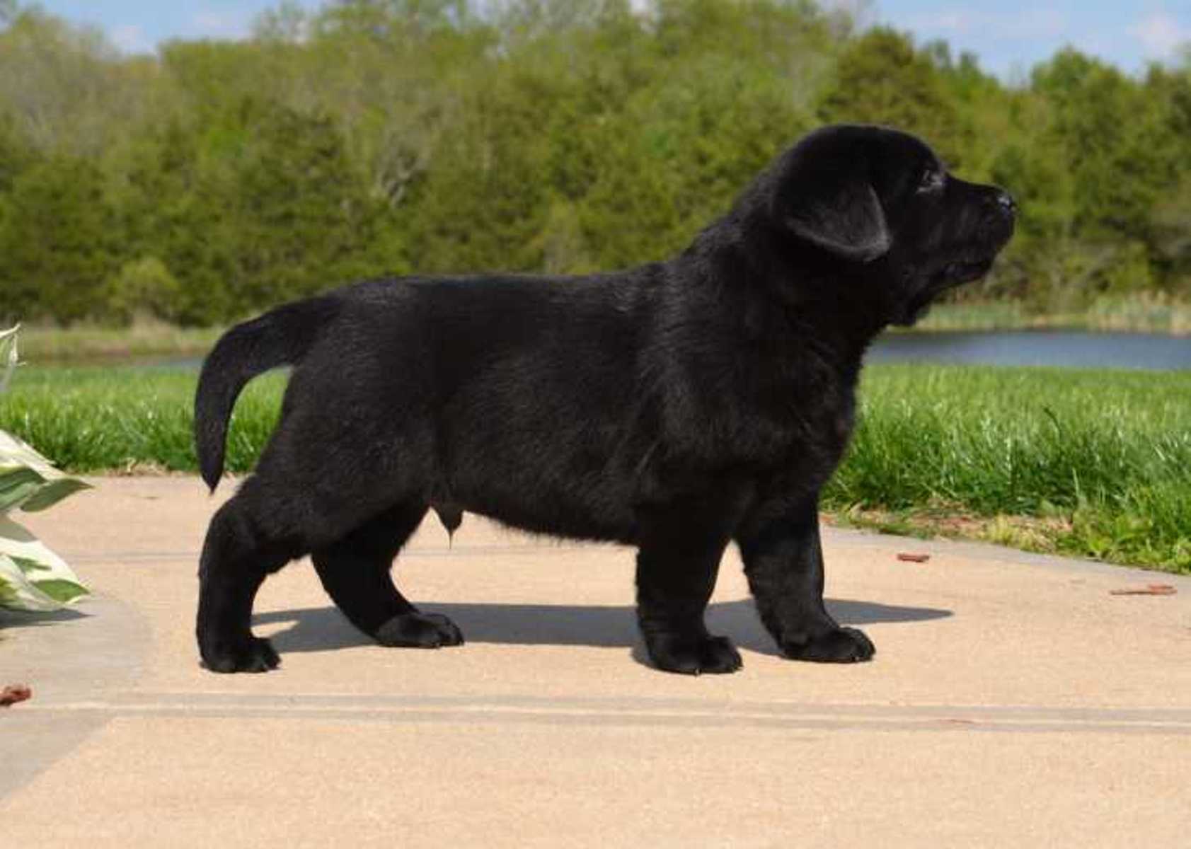 Black Labrador Retriever Puppies Picture Animals Wallpaper HD