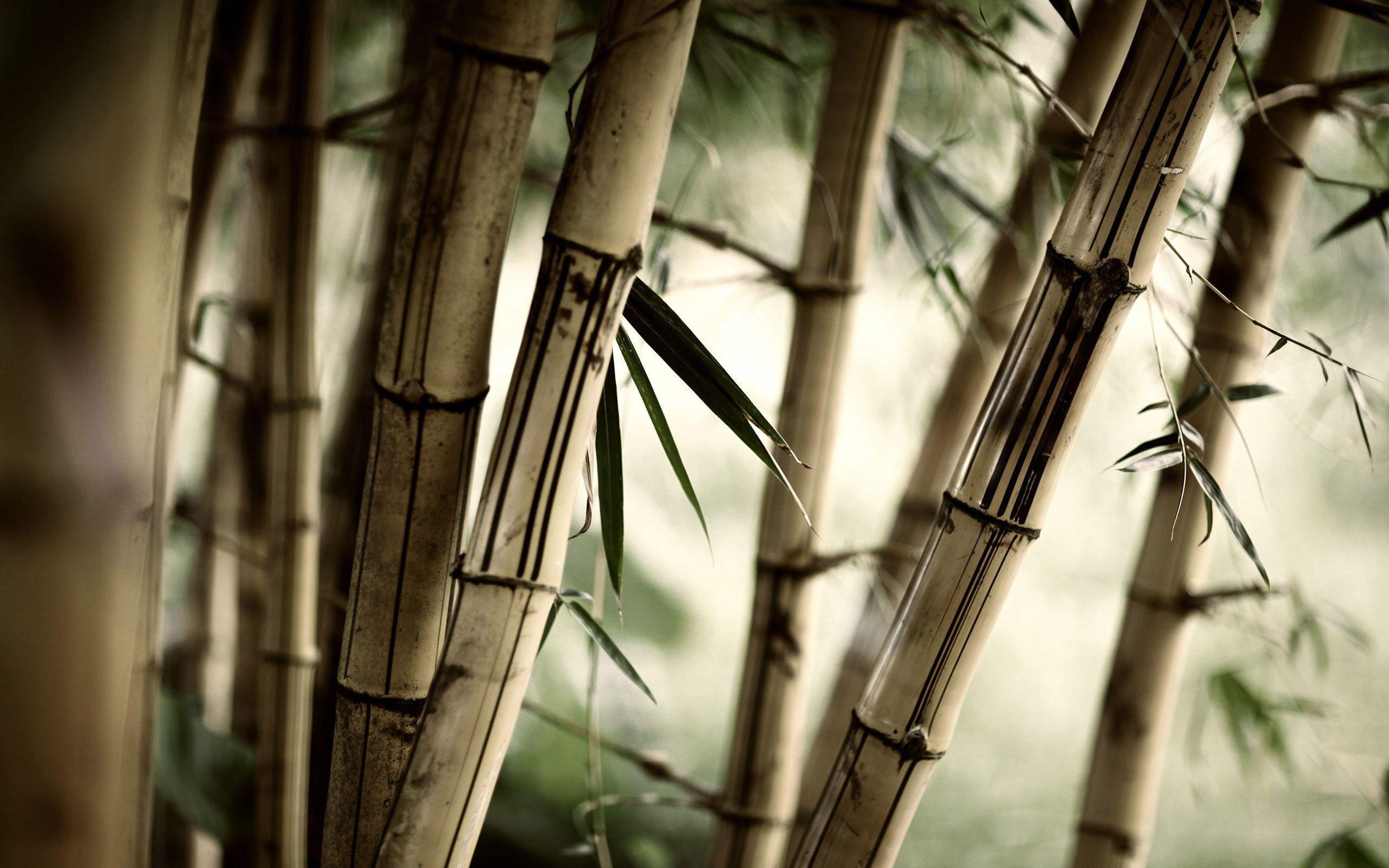 Wallpaper For > Japanese Background Bamboo