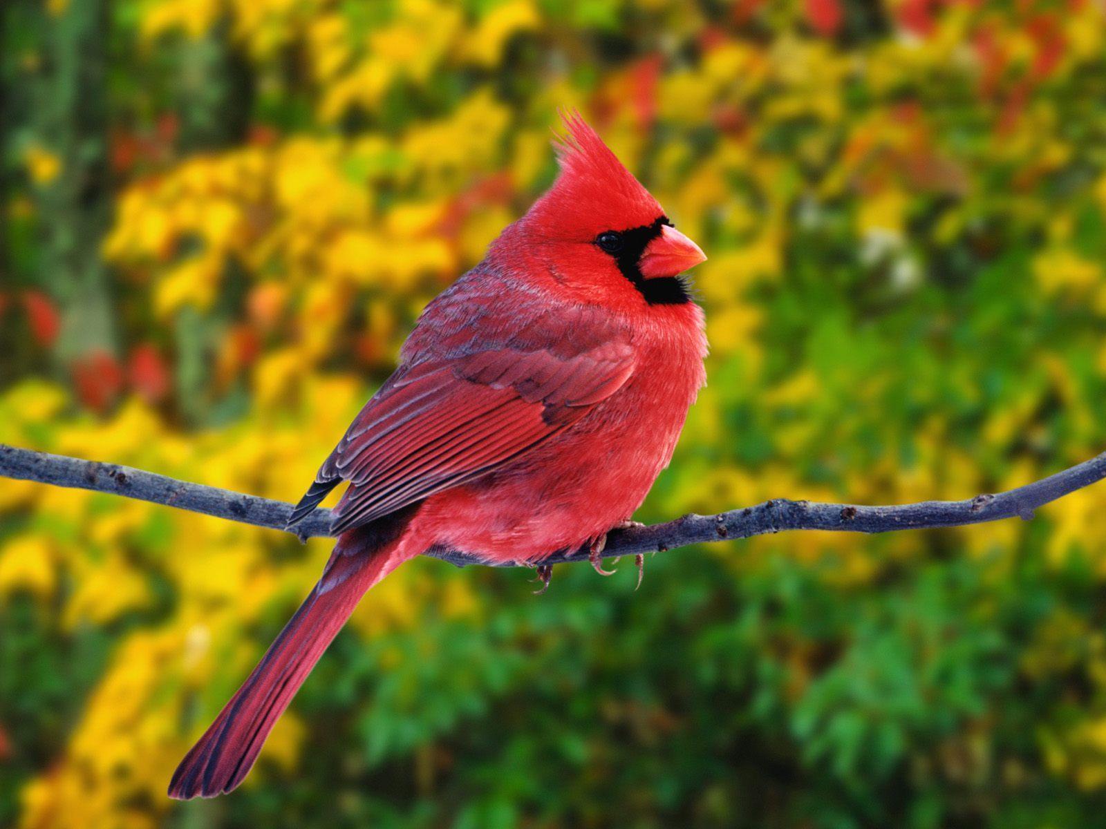 Male northern cardinal bird free desktop background