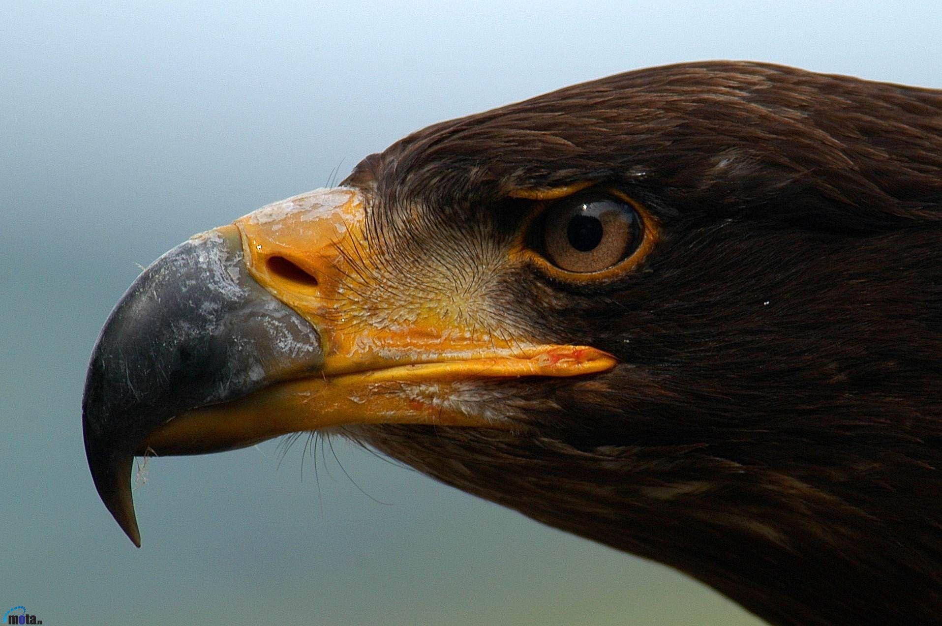 Eagle Bird Eagle (id: 193125)