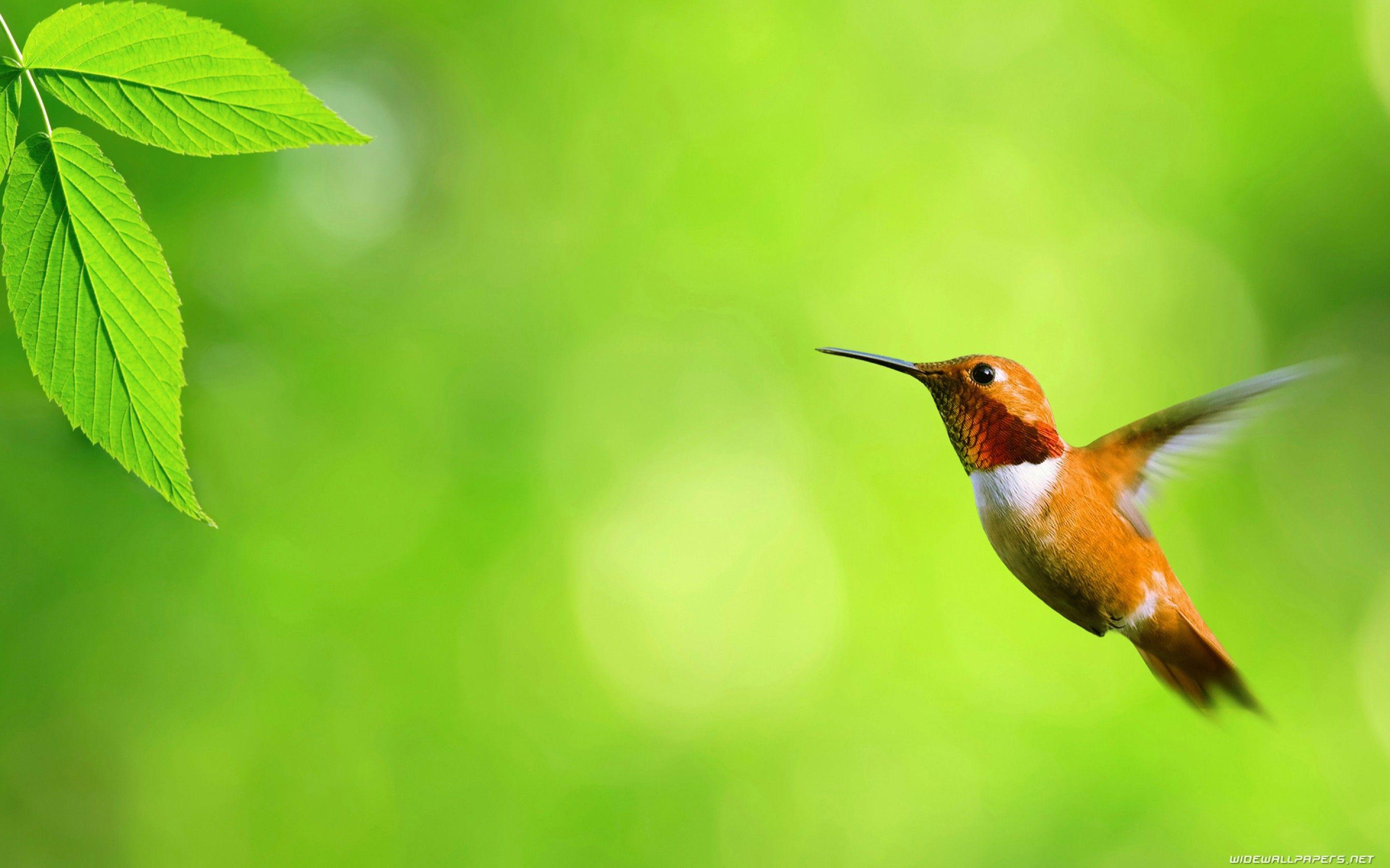 Hummingbird Wallpaper HD wallpaper search