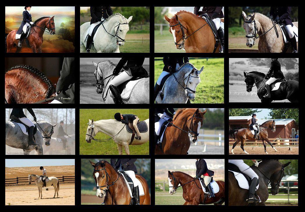 Dressage Wallpapers Wallpaper Cave