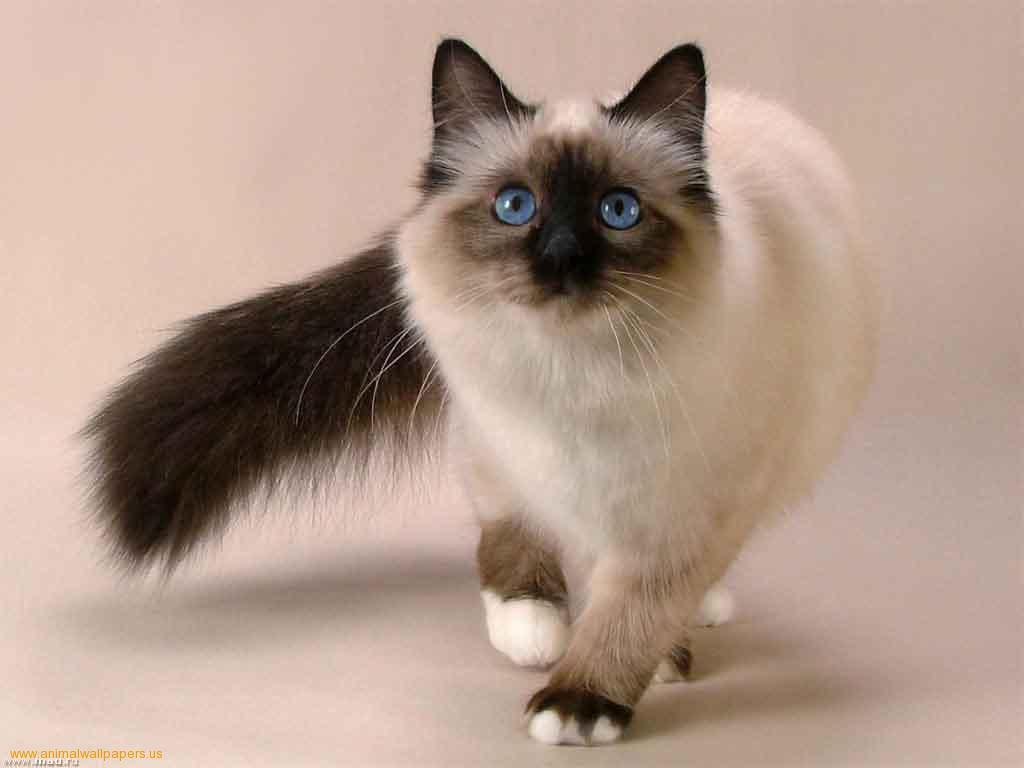 Applehead Siamese Kittens Wallpaper Siamese Cat Facts Cat Picture