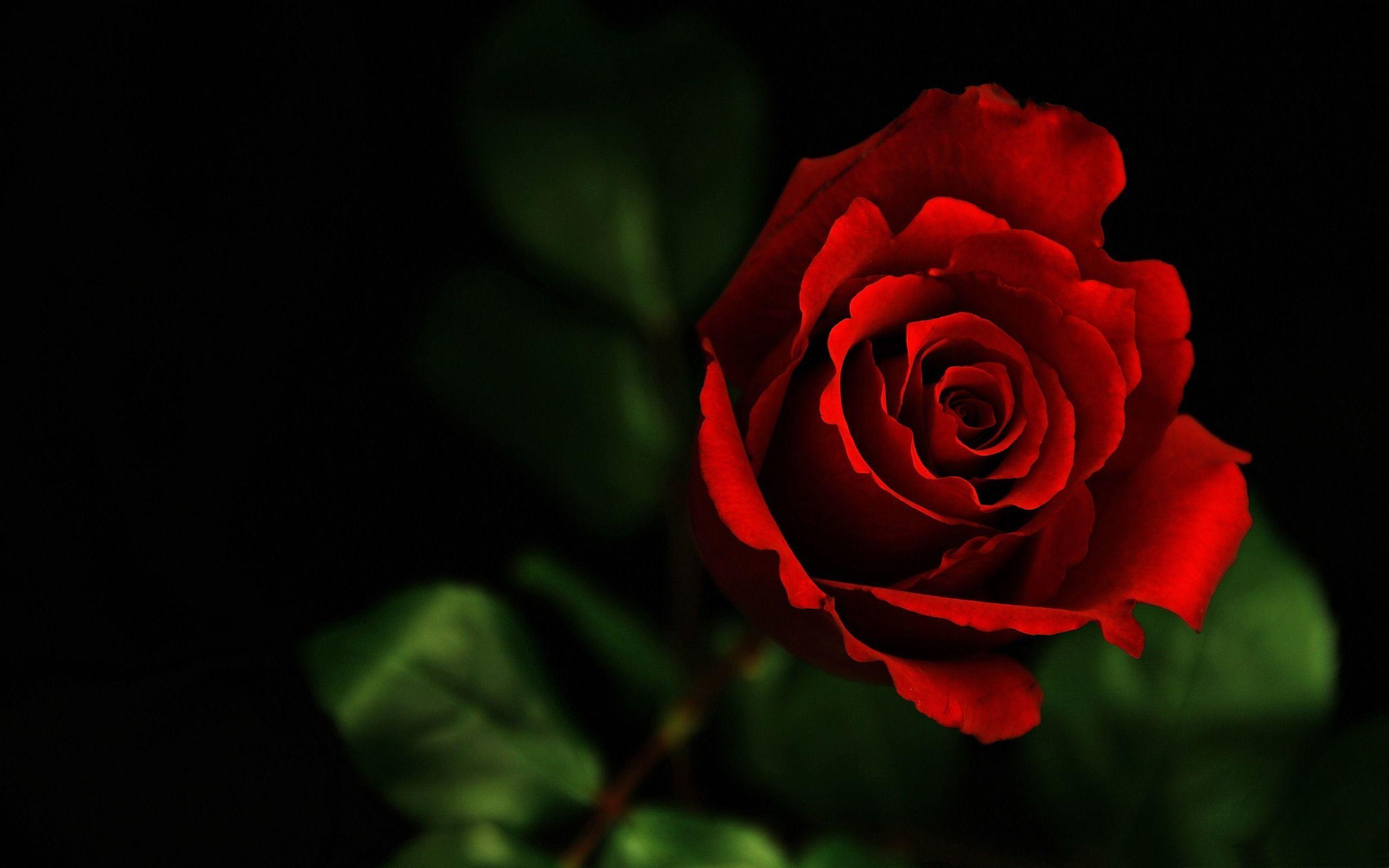 Dark Red Rose Flowers Photography