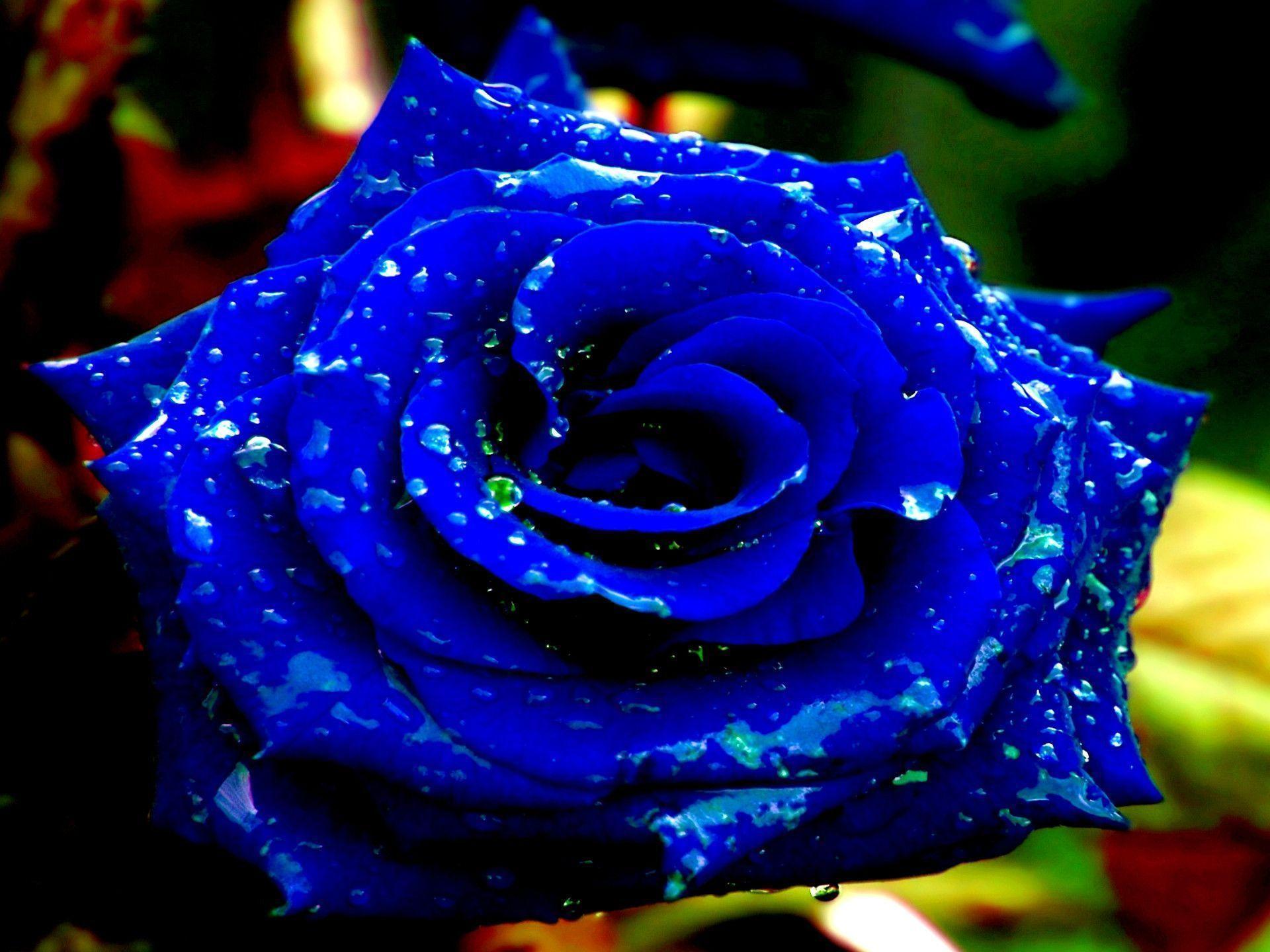 Blue Rose Widescreen Desktop Wallpaper