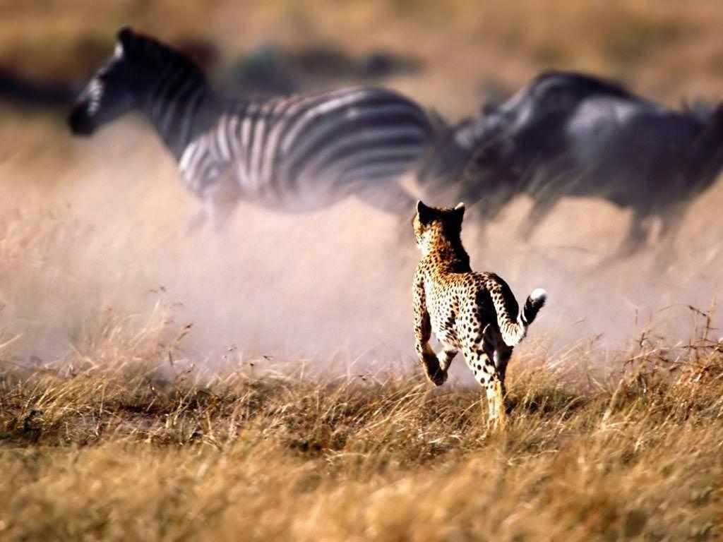 Desktop Wallpaper · Gallery · Animals · Cheetah running. Free