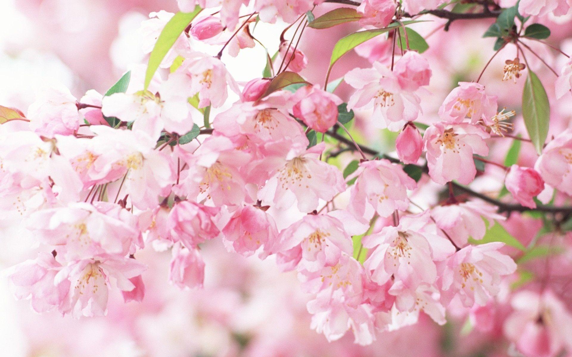 Sakura Spring Flowers HD Wallpaper