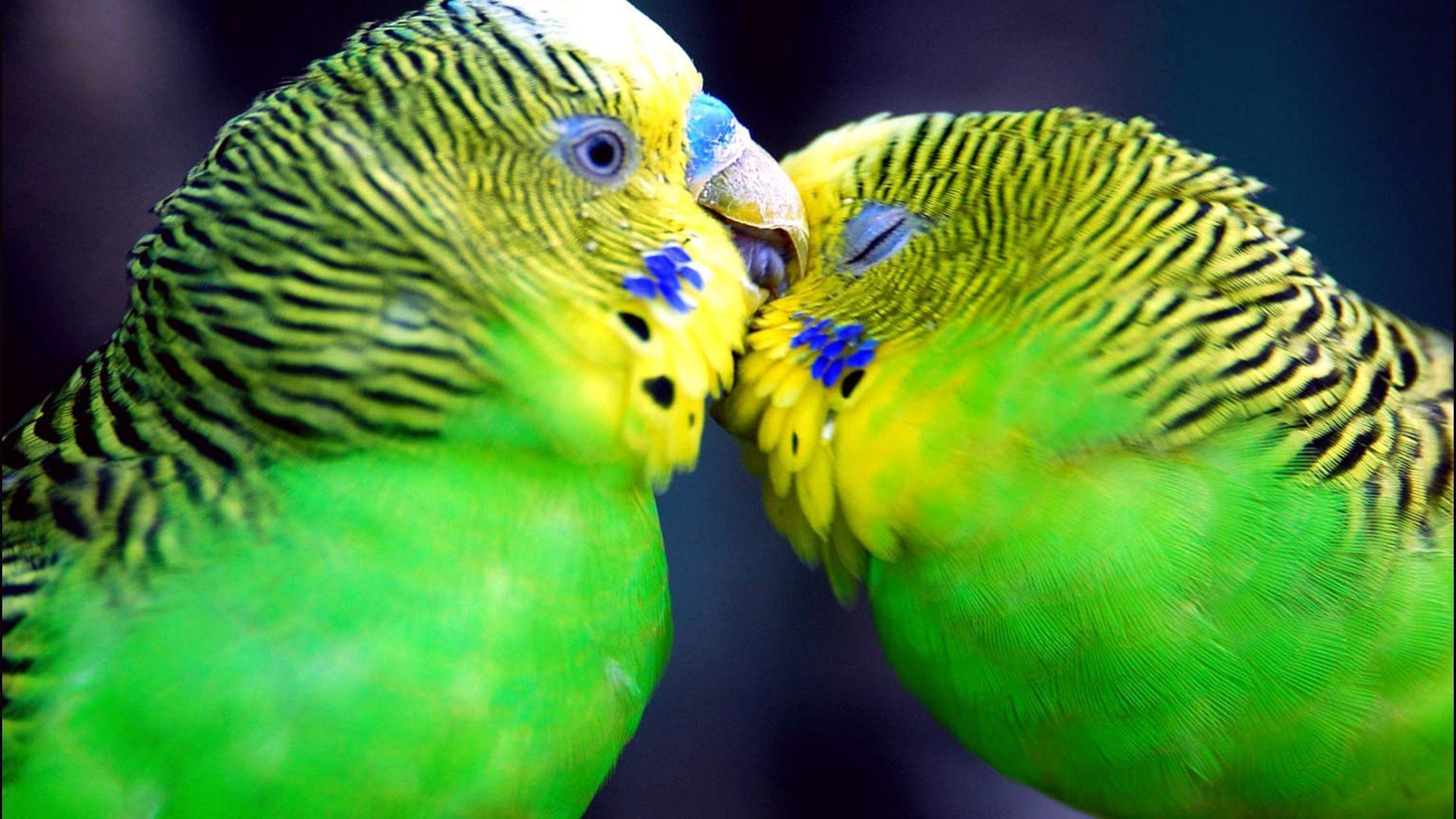 Download Animals Kissing Parrots Sizes Wallpaper. Full HD Wallpaper