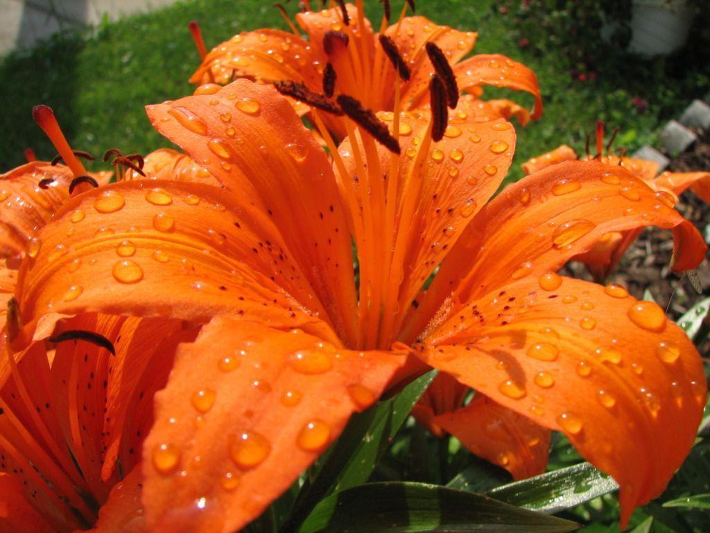 image For > Orange Tiger Lily