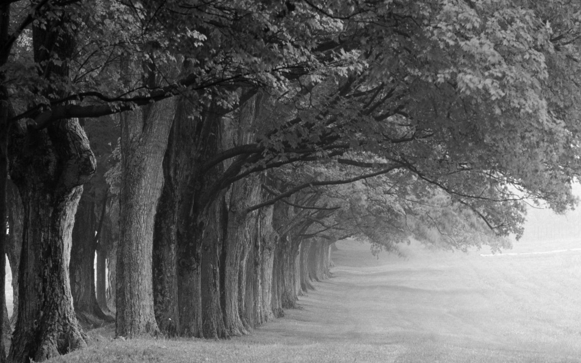 Black And White Nature Wallpaper For Desktop HD Image 3 HD