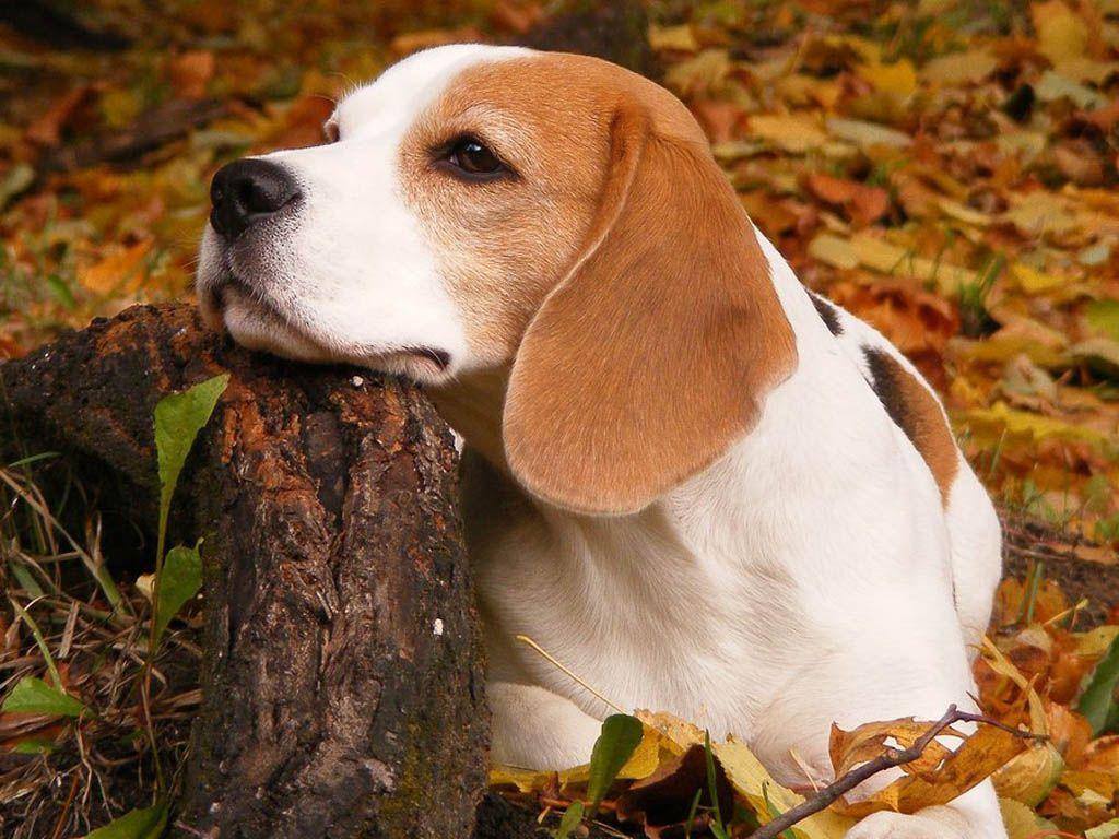 Beagle is posing wallpaper