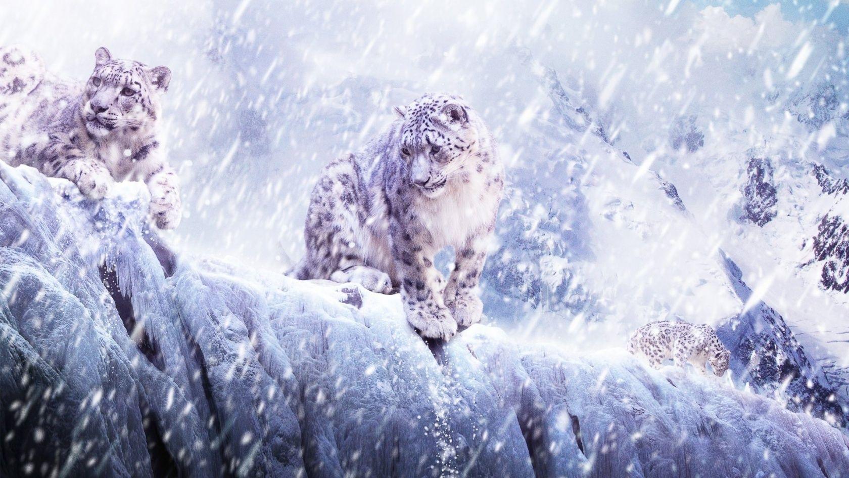 Wallpaper For > Baby Snow Leopard Wallpaper