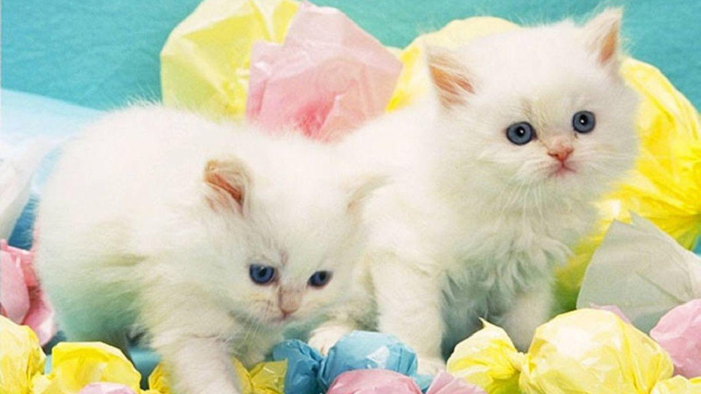 Cute White Cats Wallpaper Wallpaper. Cats Wallpaper HD