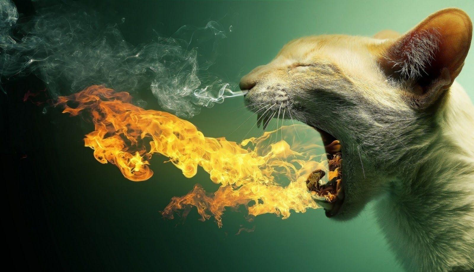 Surreal wallpaper: cat breaths fire HD Wallpaper