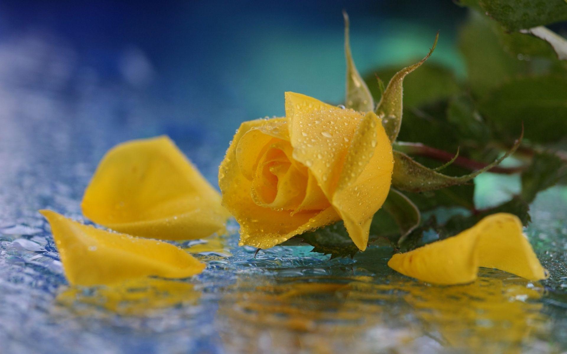 Yellow Roses Wallpapers - Wallpaper Cave