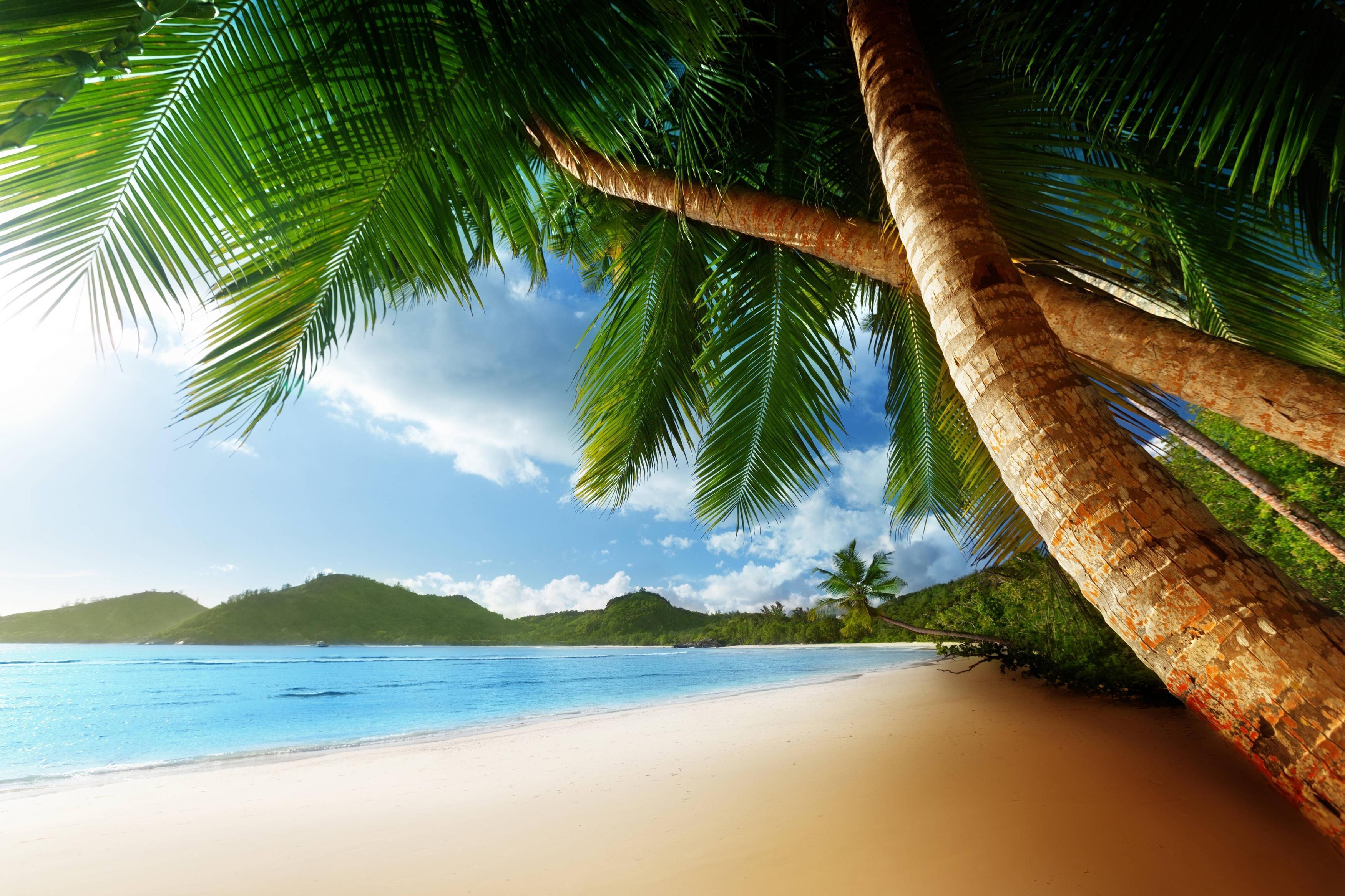 Download wallpaper caribbean, ocean, sea, palms free desktop