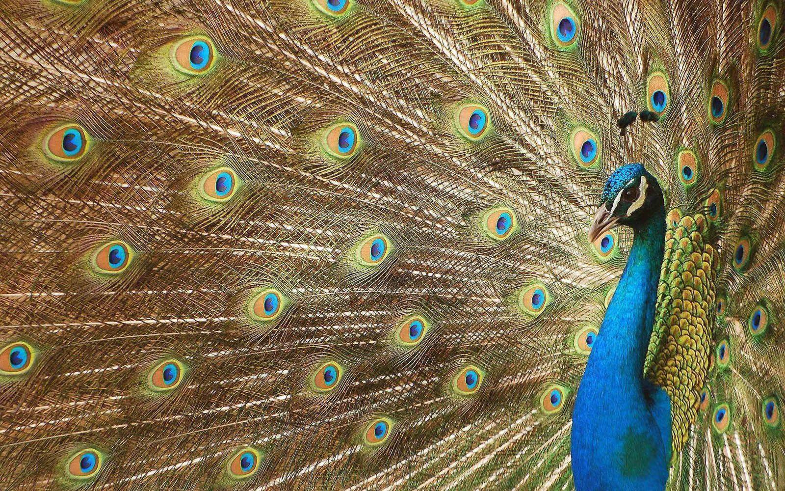 wallpaper: Peacock Wallpaper