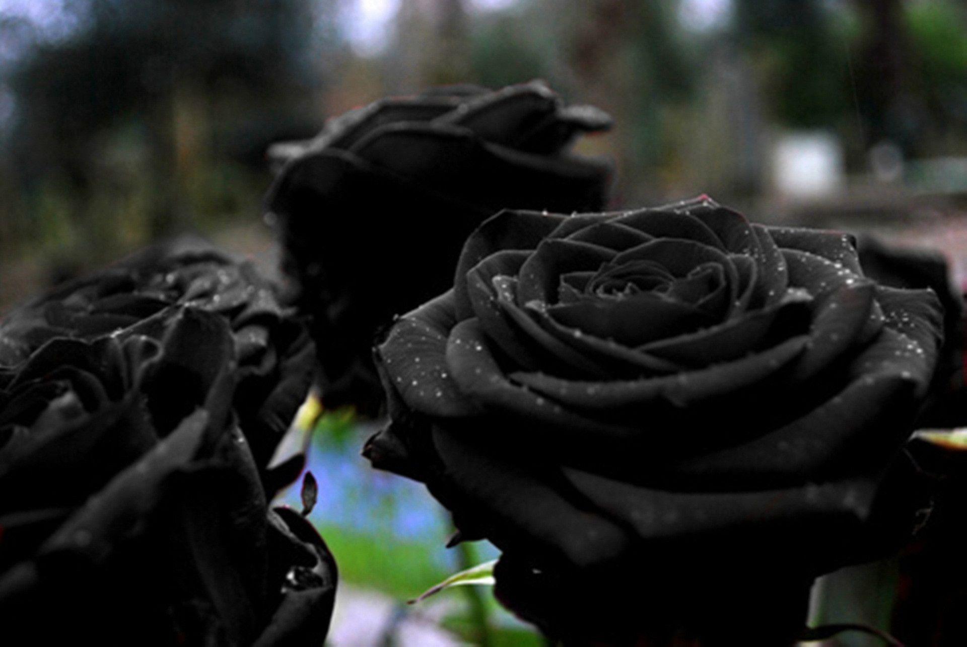 Black Rose Flowers Picture. TanukinoSippo